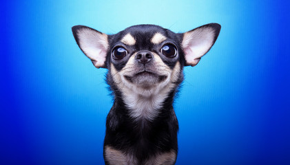 Beautiful chihuahua dog with bow-tie. Animal portrait. Chihuahua dog in stylish clothes. Blue background. Colorful decorations. Collection of funny animals