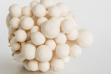 Mushrooms on white background