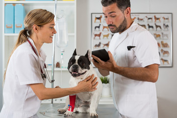 Veterinary clinic with a French bulldog