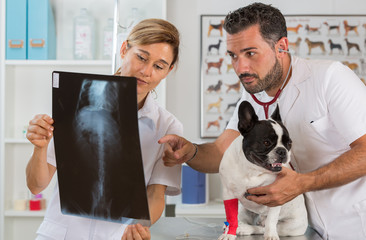 Couple reviewing veterinary radiography