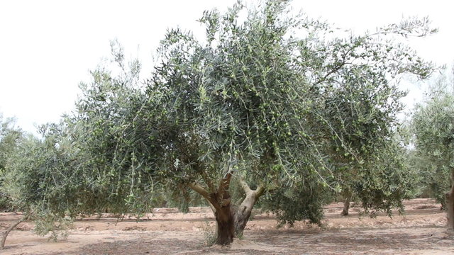 Olive Plantation With Green Olives