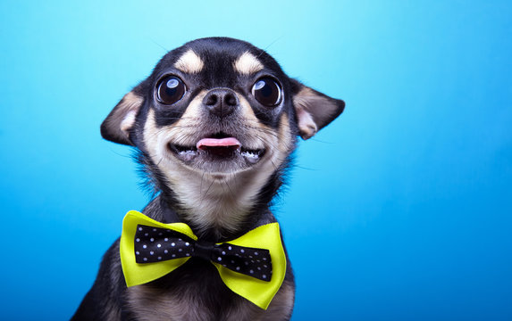 Beautiful chihuahua dog with bow-tie. Animal portrait. Chihuahua dog in stylish clothes. Blue background. Colorful decorations. Collection of funny animals
