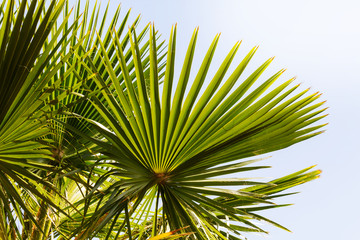 closeup palm branch
