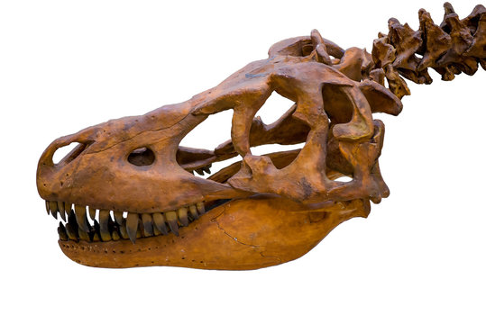 Tyrannosaurus rex skeleton skull isolated on white background