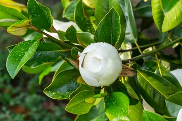 Photo sur Plexiglas Magnolia бутон магнолии
