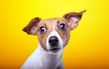 Funny playful dog on a yellow background