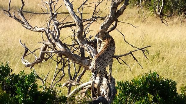 cheetah walking in the savannah of the masai mara reserve with its belly full