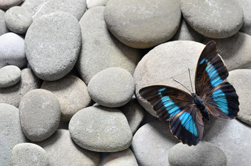 Fototapeta na wymiar Butterfly prepona laerte and stones