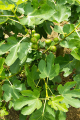 Fototapeta premium Figs on the Tree