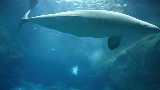 Dolphins in Aquarium