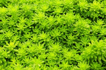 skin wood texture and small plant