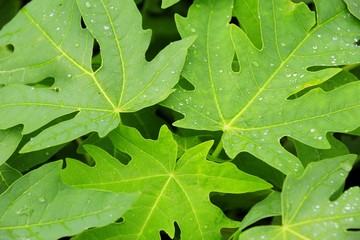 skin wood texture and small plant