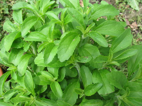 Frische Stevia-Blätter