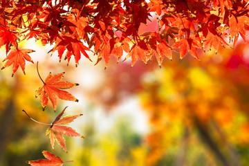 Autumn Leaf. Concept for Autumn Season