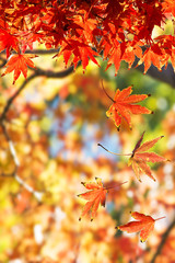 Autumn Leaf. Concept for Autumn Season