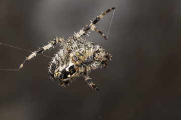 Garden Spider. Araneus diadematus.