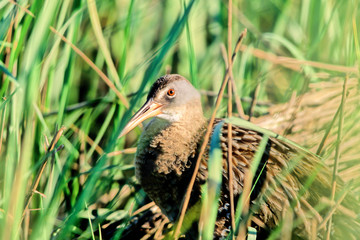 Immature Clapper Rail in spring in a marsh in south Texas