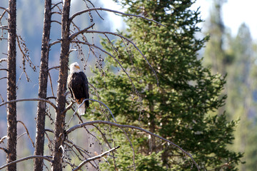 Bald Eagle perched above the Salmon River near Stanley, Utah