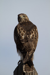 Closeup of a first-year Red-tailed Hawk in southern Colorado