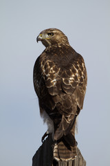 Closeup of a first-year Red-tailed Hawk in southern Colorado