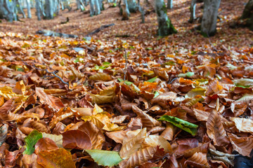 autumn forest glade in a dry leaves