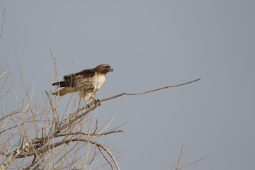 Red-tailed Hawk on a cold winter day in southern Colorado