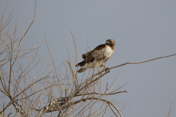 Red-tailed Hawk on a cold winter day in southern Colorado