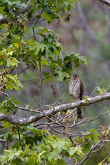 Juvenile Northern Goshawk in Leo Carrillo State Park near Malibu, California