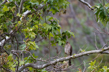 Immature Northern Goshawk stands on one leg near Malibu, California