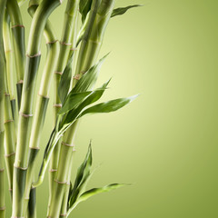 Obraz premium Fresh Bamboo