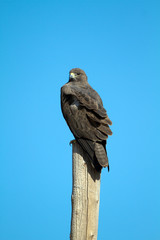 Immature Zone-tailed Hawk in spring in Arizona's Chirichahua Mountains