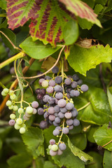 Grapes