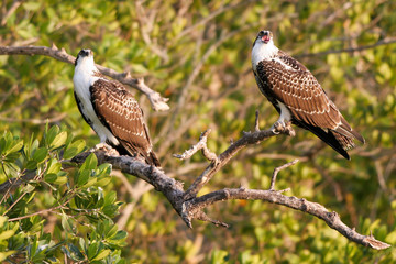 Two juvenile Ospreys or Fish Hawks wait for their parents to feed them in Everglades National Park