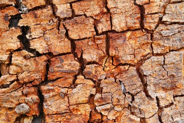 skin wood texture and small plant