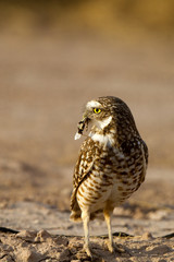 Tiny Burrowing Owl has caught a grasshopper in southern California