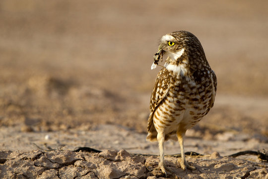 Tiny Burrowing Owl has caught a grasshopper in southern California
