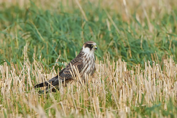 Red-footed falcon (Falco vespertinus)