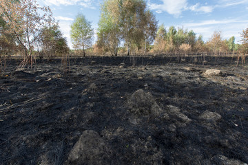 Jesienne lasy © Zbyszek Nowak