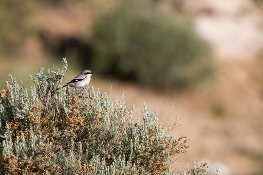 Loggerhead Shrike, a predatory songbird, in Mojave National Preserve in California
