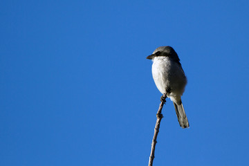 Northern Shrike, a predatory songbird, against blue sky in New Mexico