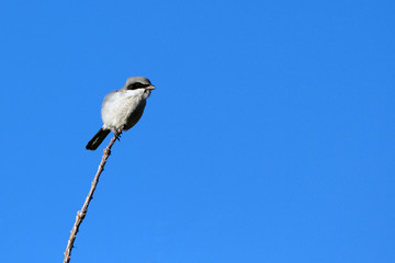 Obraz premium Northern Shrike, a predatory songbird, against blue sky in New Mexico