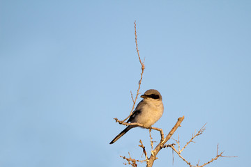Northern Shrike, a predatory songbird, in Mojave National Preserve in California