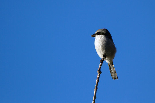Northern Shrike, a predatory songbird, against blue sky in New Mexico