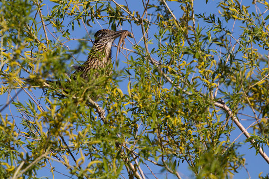 Greater Roadrunner holds a lizard aloft to attract a mate in spring