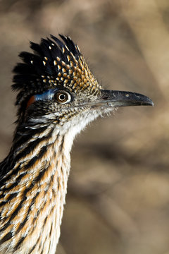 Greater Roadrunner close-up profile portrait in Bosque del Apache National Wildlife Refuge