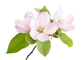 Naklejka na ściany i meble apple tree blossoms