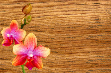 pink orchid over wooden texture close-up background