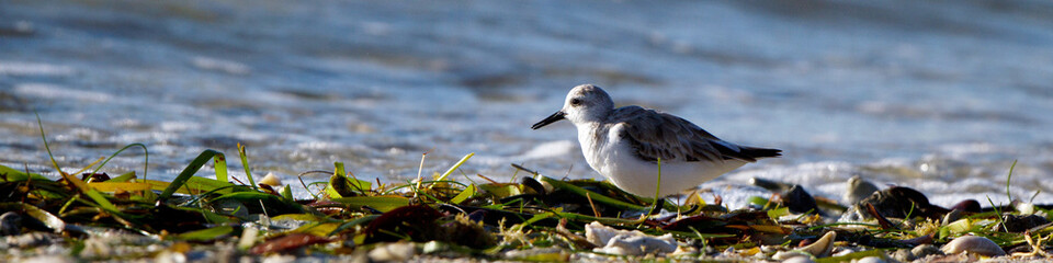 Plover at dawn on Florida's Atlantic Coast in spring