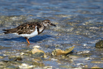 Ruddy Turnstone hunts a meal on Florida's Gulf Coast