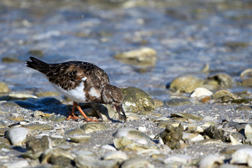 Ruddy Turnstone has caught a meal on Florida's Gulf Coast